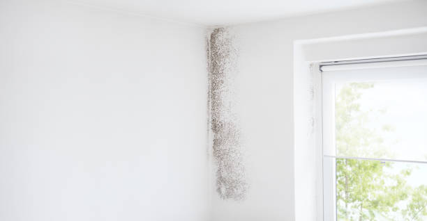 Professional Mold Removal in Fullerton, CA