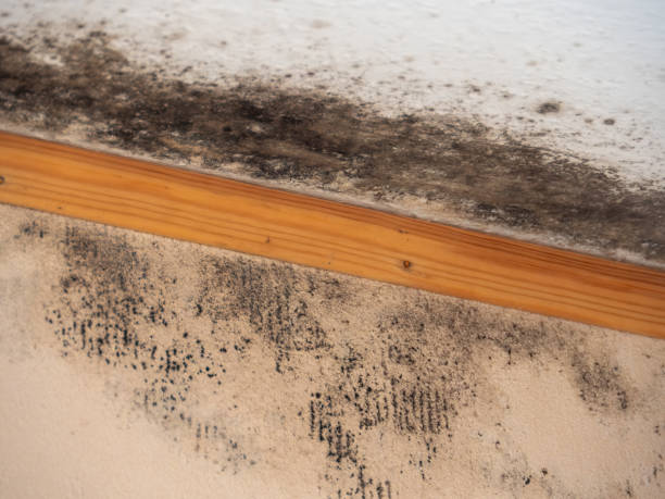 Best Mold Documentation for Insurance Claims  in Fullerton, CA