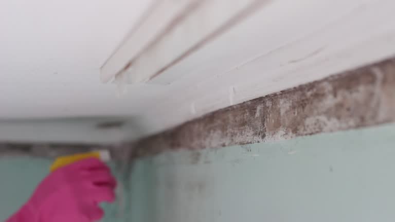 Best Mold-Related Health Consultation  in Fullerton, CA